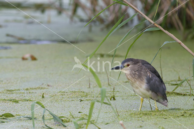 Kwak (Nycticorax nycticorax)