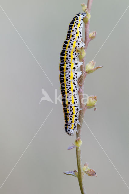 Toadflax Brocade (Calophasia lunula)