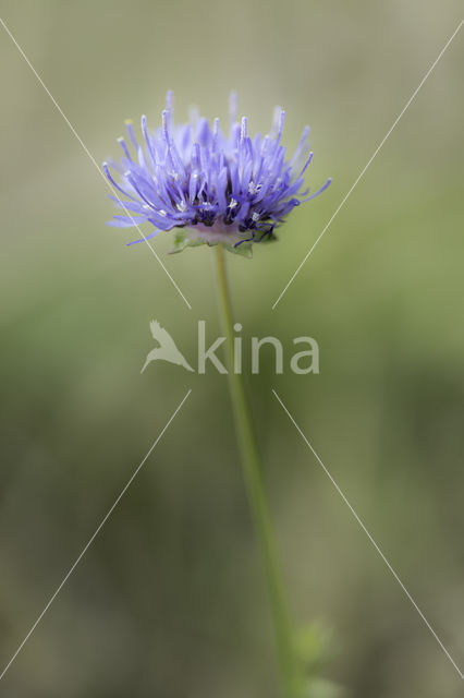 Sheep's-bit (Jasione montana)