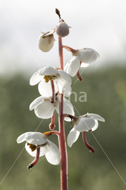 Round-leaved Wintergreen (Pyrola rotundifolia)