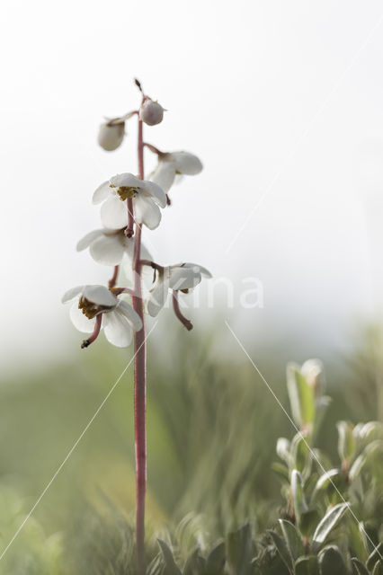 Round-leaved Wintergreen (Pyrola rotundifolia)