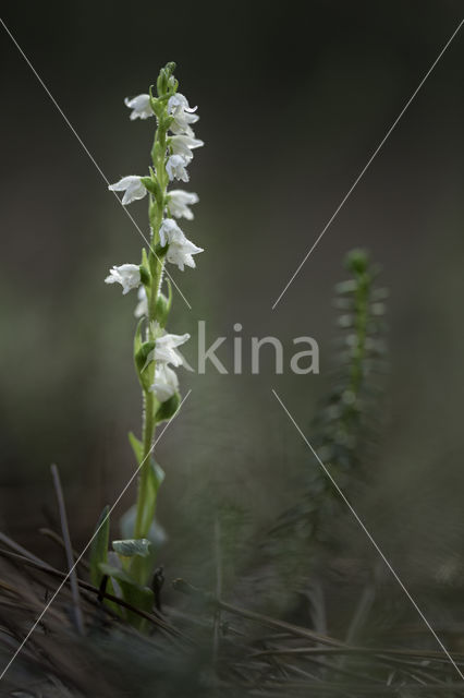 Creeping Lady's-tresses (Goodyera repens)