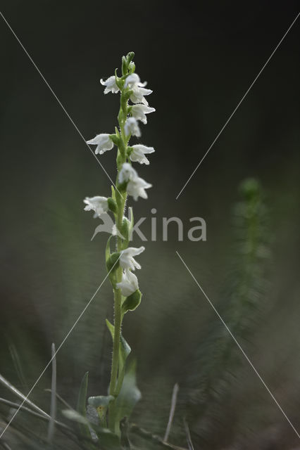 Creeping Lady's-tresses (Goodyera repens)