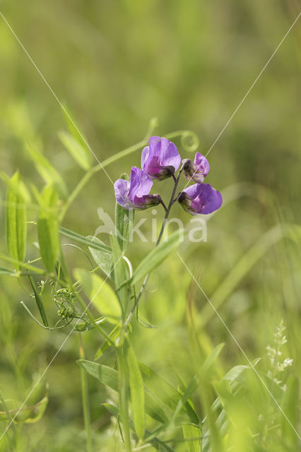 Marsh Pea (Lathyrus palustris)