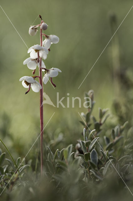 Round-leaved Wintergreen (Pyrola rotundifolia)