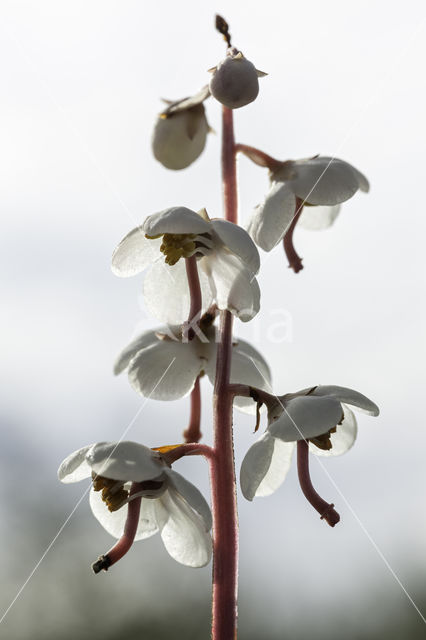 Round-leaved Wintergreen (Pyrola rotundifolia)