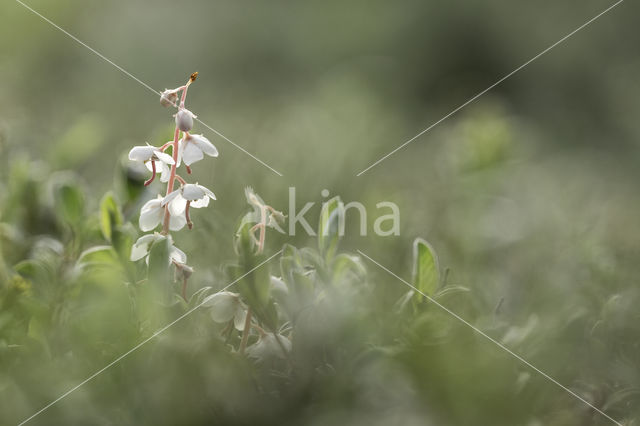 Round-leaved Wintergreen (Pyrola rotundifolia)