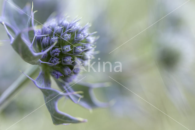 Blauwe zeedistel (Eryngium maritimum)