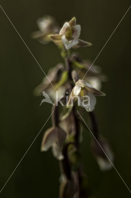 Marsh Helleborine (Epipactis palustris)