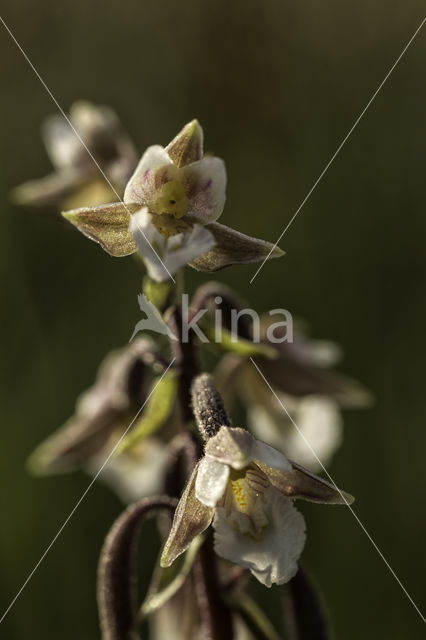 Moeraswespenorchis (Epipactis palustris)