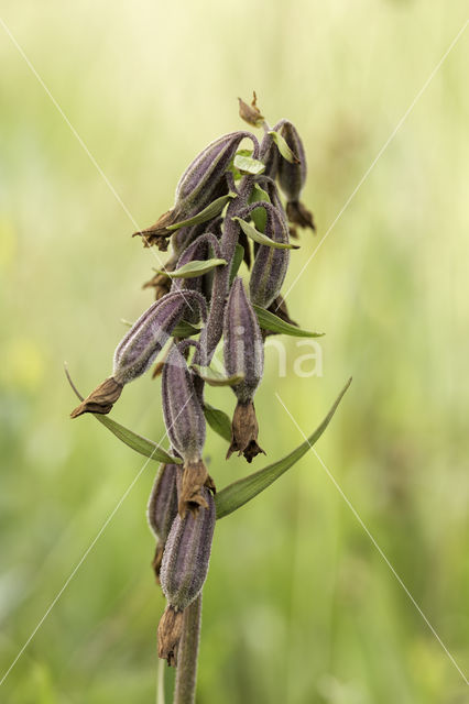 Moeraswespenorchis (Epipactis palustris)