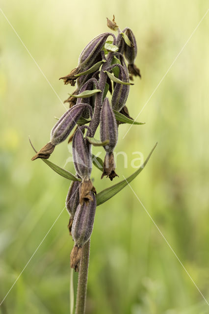 Moeraswespenorchis (Epipactis palustris)