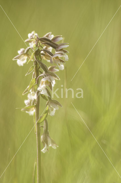 Moeraswespenorchis (Epipactis palustris)