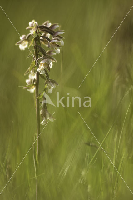 Moeraswespenorchis (Epipactis palustris)