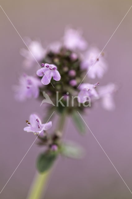 Large Thyme (Thymus pulegioides)