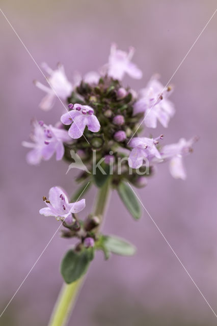 Grote tijm (Thymus pulegioides)