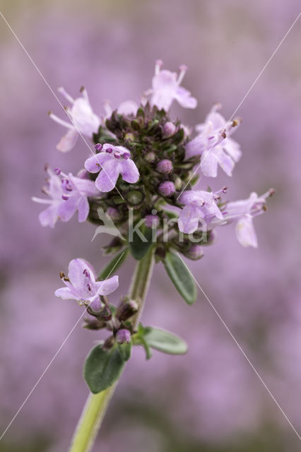 Large Thyme (Thymus pulegioides)