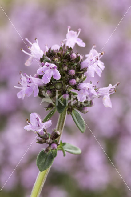 Grote tijm (Thymus pulegioides)