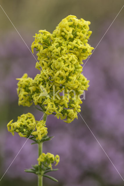 Duinwalstro (Galium verum subsp. maritimum)