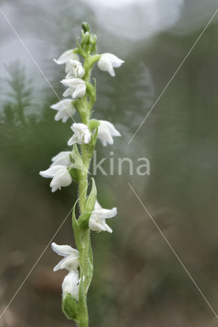 Creeping Lady's-tresses (Goodyera repens)