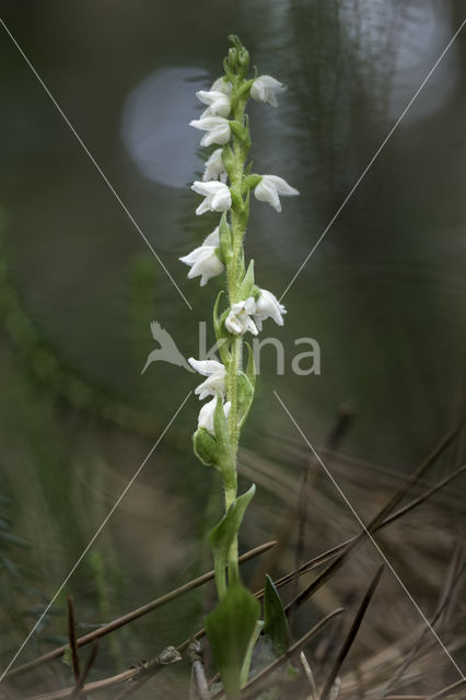 Dennenorchis (Goodyera repens)