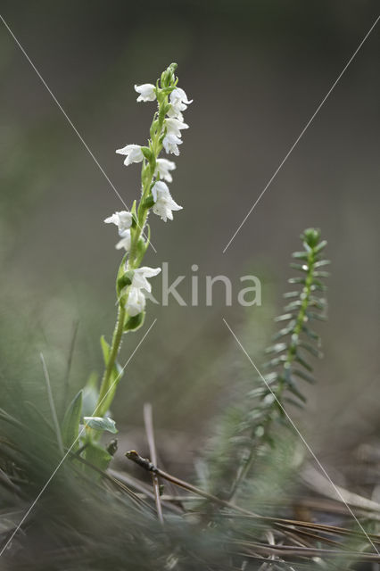 Dennenorchis (Goodyera repens)