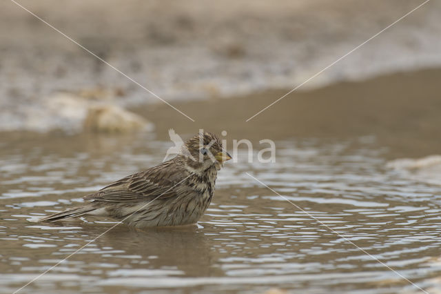 Corn Bunting (Miliaria calandra)