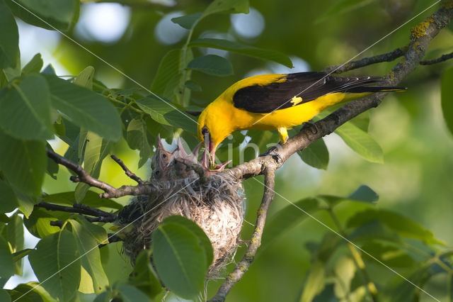 Eurasian Golden-Oriole (Oriolus oriolus)