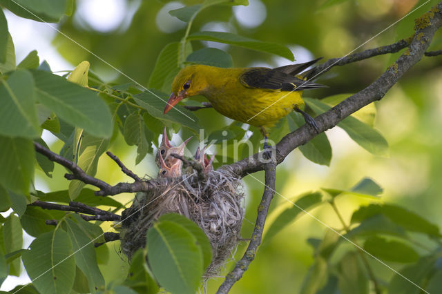 Eurasian Golden-Oriole (Oriolus oriolus)