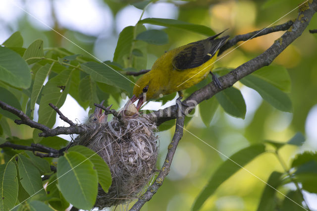 Eurasian Golden-Oriole (Oriolus oriolus)