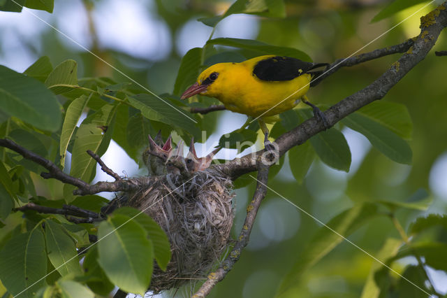 Eurasian Golden-Oriole (Oriolus oriolus)