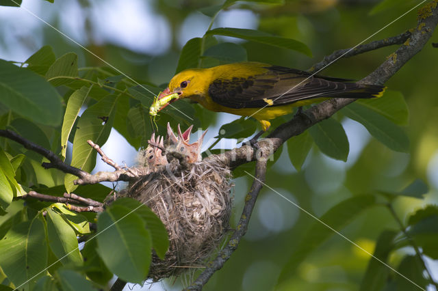 Eurasian Golden-Oriole (Oriolus oriolus)