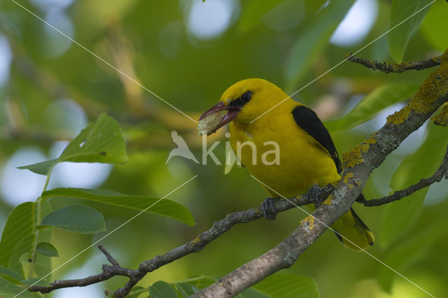 Eurasian Golden-Oriole (Oriolus oriolus)