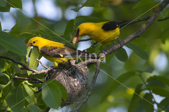 Eurasian Golden-Oriole (Oriolus oriolus)