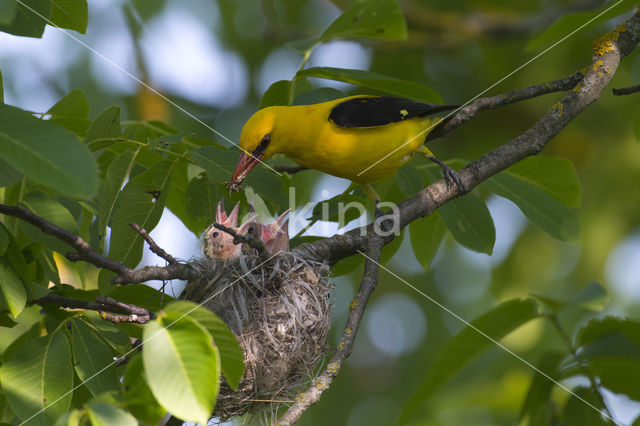 Wielewaal (Oriolus oriolus)