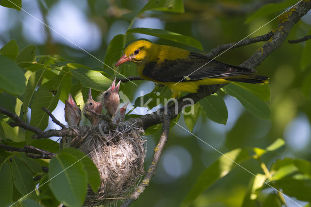 Eurasian Golden-Oriole (Oriolus oriolus)