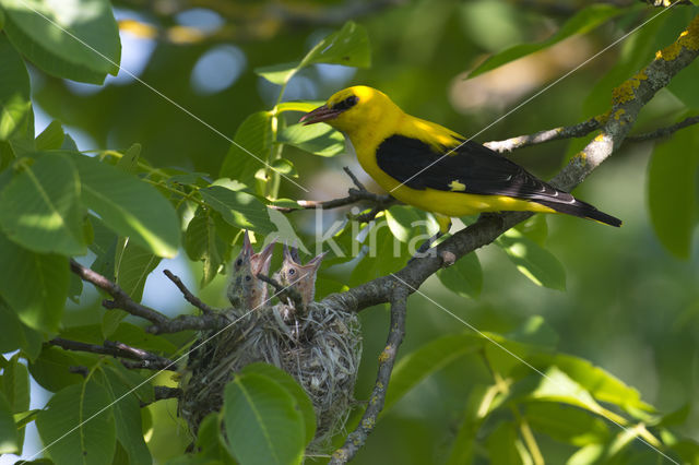 Eurasian Golden-Oriole (Oriolus oriolus)