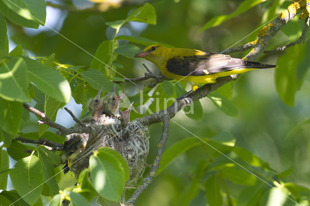 Eurasian Golden-Oriole (Oriolus oriolus)