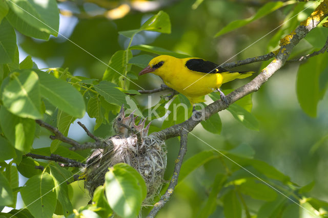 Eurasian Golden-Oriole (Oriolus oriolus)