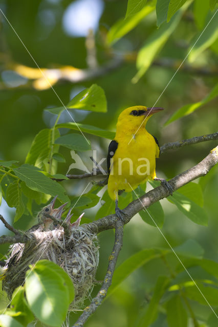 Eurasian Golden-Oriole (Oriolus oriolus)