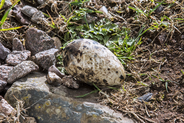 Razorbill (Alca torda)