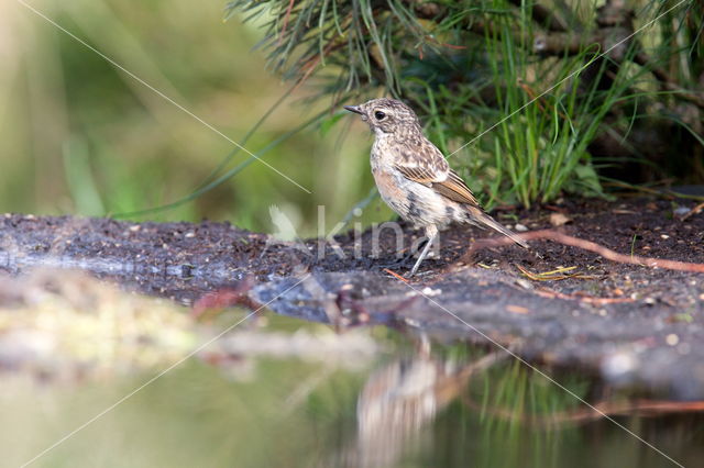 Roodborsttapuit (Saxicola rubicola)