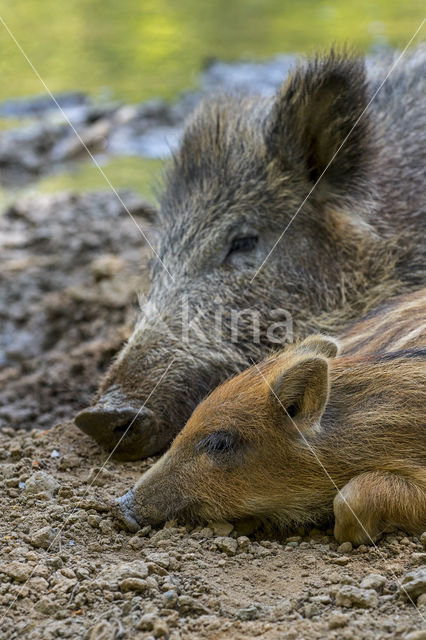 Wild Boar (Sus scrofa)