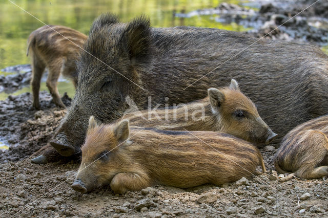 Wild Boar (Sus scrofa)