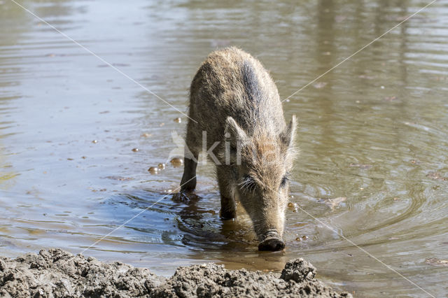 Wild zwijn