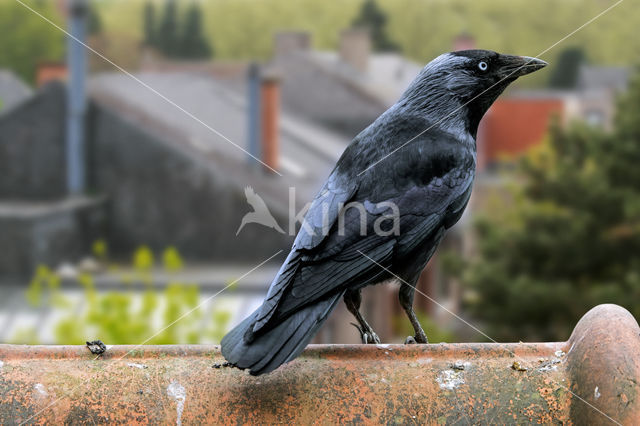 Eurasian Jackdaw (Corvus monedula)