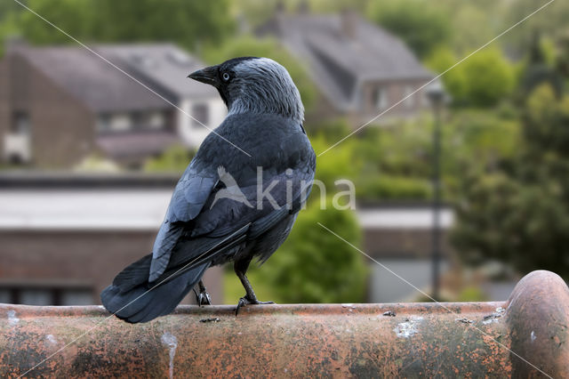 Eurasian Jackdaw (Corvus monedula)