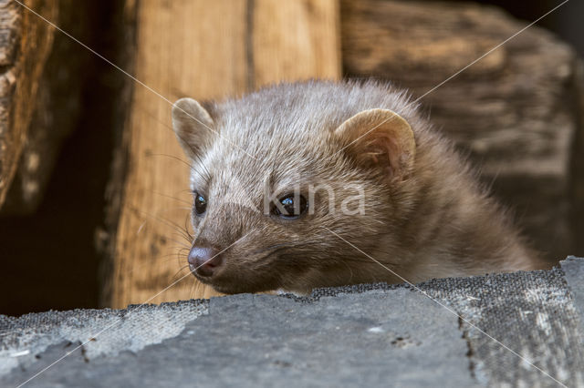 Steenmarter (Martes foina)