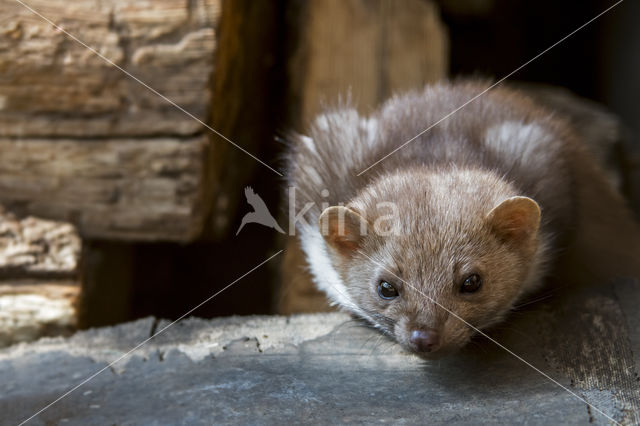 Beech Marten (Martes foina)