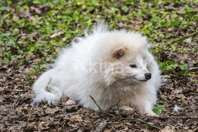 Raccoon Dog (Nyctereutes procyonoides)